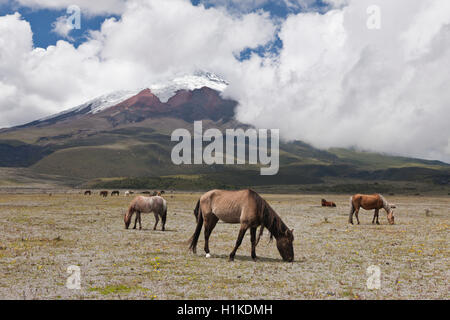 Le pâturage des chevaux sauvages près de Cotopaxi, Parc National Cotopaxi, Equateur Banque D'Images