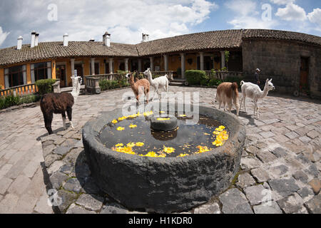 Lamas à l'Hacienda San Augustin de Callo, Lama glama, Parc National Cotopaxi, Equateur Banque D'Images