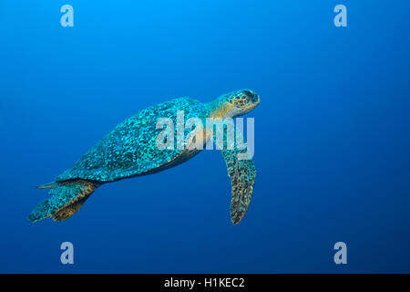 Tortue verte, Chelonia mydas, arche, l'île de Darwin, Galapagos, Equateur Banque D'Images