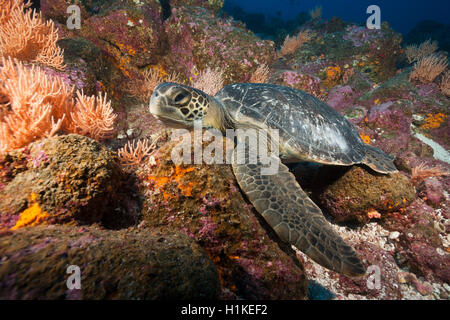 Tortue verte, Chelonia mydas, arche, l'île de Darwin, Galapagos, Equateur Banque D'Images