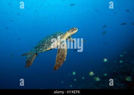 Tortue verte, Chelonia mydas, arche, l'île de Darwin, Galapagos, Equateur Banque D'Images