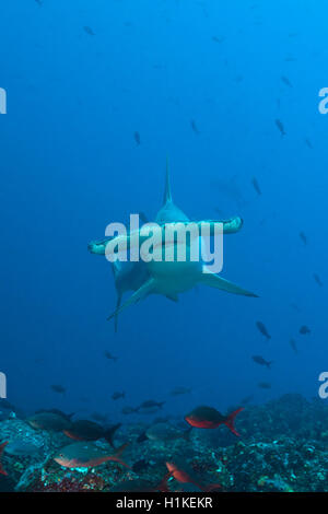 Requin-marteau halicorne, Sphyrna lewini, Wolf Island, Galapagos, Equateur Banque D'Images