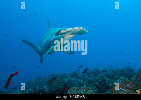 Requin-marteau halicorne, Sphyrna lewini, Wolf Island, Galapagos, Equateur Banque D'Images