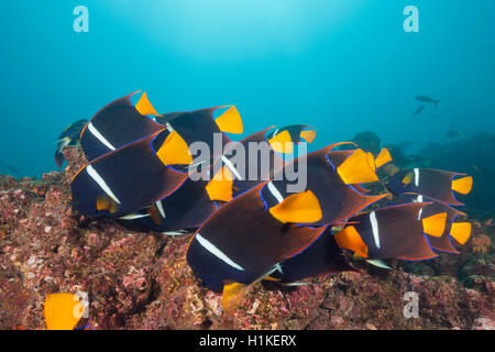 Banc de poissons-anges, King Holacanthus passer, Cabo Marshall, l'île Isabela, Galapagos, Equateur Banque D'Images