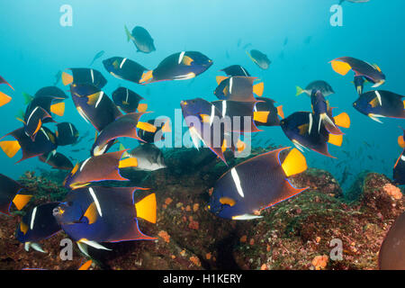 Banc de poissons-anges, King Holacanthus passer, Cabo Marshall, l'île Isabela, Galapagos, Equateur Banque D'Images