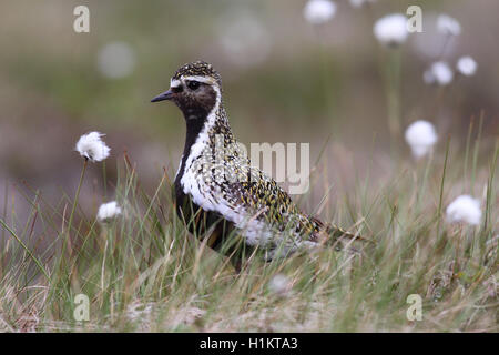 Pluvier doré (Pluvialis apricaria) dans la toundra à buttes, des linaigrettes (Eriphorum vaginatum), Lofoten, Norvège Banque D'Images