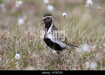 Pluvier doré (Pluvialis apricaria) dans la toundra à buttes, des linaigrettes (Eriphorum vaginatum), Lofoten, Norvège Banque D'Images