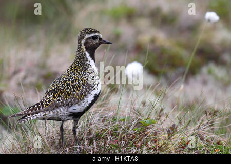 Pluvier doré (Pluvialis apricaria) dans la toundra à buttes, des linaigrettes (Eriphorum vaginatum), Lofoten, Norvège Banque D'Images