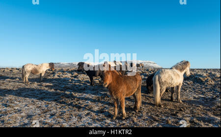 Cheval islandais (Equus caballus przewalskii. f), Région du Sud, Islande Banque D'Images