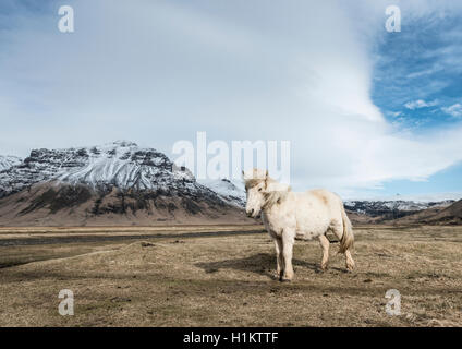 Cheval islandais (Equus caballus przewalskii f.) contre ciel dramatique, Région du Sud, Islande Banque D'Images