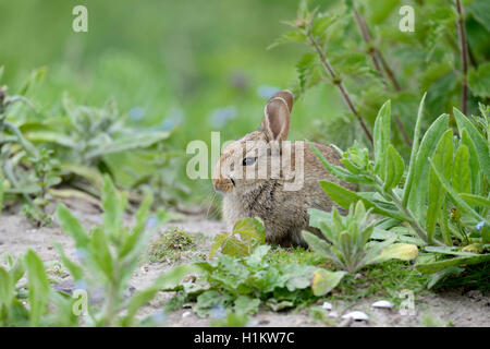 Lapin de garenne (Oryctolagus cuniculus), juvénile, Norderney, îles de la Frise orientale, Basse-Saxe, Allemagne Banque D'Images