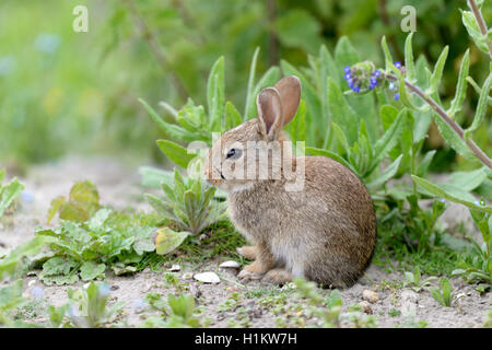 Lapin de garenne (Oryctolagus cuniculus), juvénile, Norderney, îles de la Frise orientale, Basse-Saxe, Allemagne Banque D'Images