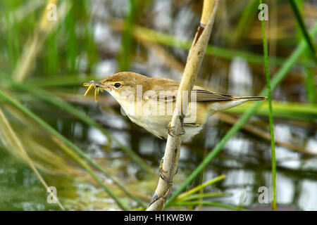 Eurasian reed warbler (Acrocephalus scirpaceus) avec de la nourriture, des insectes dans son bec, d'un roseau, Canton de Neuchâtel, Suisse Banque D'Images