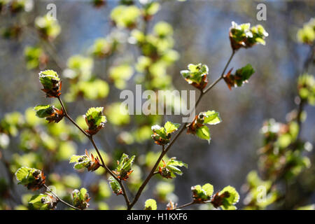 En hêtre soleil du printemps - nouvelle vie Jane Ann Butler Photography JABP1381 Banque D'Images