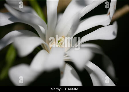 Le superbe Magnolia stellata un printemps précoce beauty Jane Ann Butler Photography JABP1386 Banque D'Images