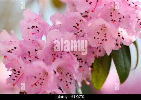 Azalea fleurs printemps trempés dans du soleil Jane Ann Butler Photography JABP1616 Banque D'Images