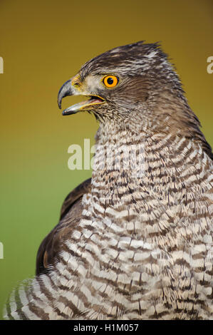 Habicht, Niedersachsen, Deutschland (Accipiter gentilis) Banque D'Images