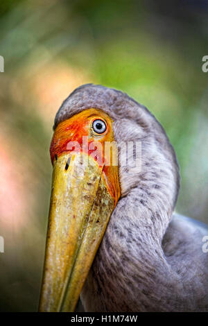 Yellow-billed stork, Mycteria ibis, alias la cigogne en bois ou bois Ibis Banque D'Images