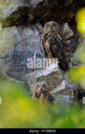 Le nord de l'Eagle hiboux / Uhus ( Bubo bubo ), les jeunes sœurs se reposant dans une ancienne carrière, se cacher derrière des buissons, drôle de gars. Banque D'Images