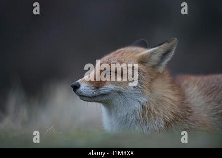 Red Fox / Rotfuchs ( Vulpes vulpes ) allongé sur le sol, close-up, side view, portrait, portrait de la lumière naturelle. Banque D'Images