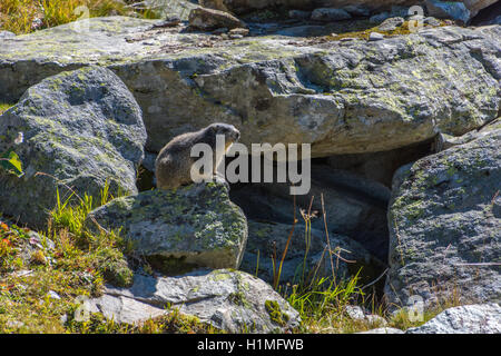 Marmotte alpine sur les roches Marmota marmota Alpes Banque D'Images