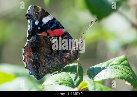 Papillon vulcain (Vanessa atalanta) au repos. Dans l'insecte de la famille des Riodinidae et au repos sur bramble montrant face inférieure des ailes Banque D'Images