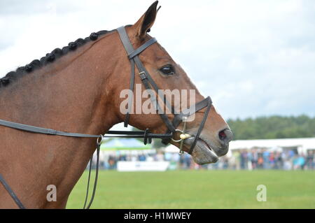 Un cheval baie sans marque qui est à l'avant de l'appareil photo avec une patte et sur martingale à un jeu télévisé Banque D'Images