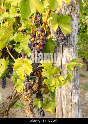 Raisins rouge mature dans un vignoble en Piémont prêtes pour la récolte. Banque D'Images