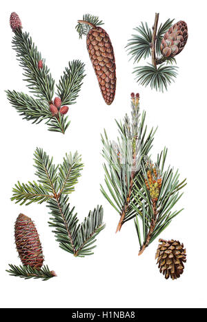 Spruce, Picea abies (en haut à gauche), mélèze d'Europe, Larix decidua (en haut à droite), sapin, Abies alba (bottem gauche), pine, Pinus sylvestris (bottem à droite) Banque D'Images