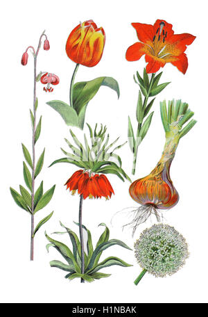 Turk's cap lily, Lilium martagon (à gauche), couronne impériale, imperial fritillary ou couronne du Kaiser, Fritillaria imperialis (bottem, 2. von gauche), l'oignon ou de l'ampoule, Allium cepa oignon commun (droit bottem und centre), jardin tulip Tulipa Gesneriana, (centre supérieur), lys orange, lilium bulbiferum (en haut à droite) Banque D'Images