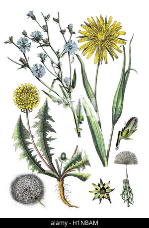 Chicorée commune, Cichorium intybus, (en haut à gauche), meadow salsifis, de chèvre voyante-barbe, Tragopogon pratensis (en haut à droite), pissenlit, Taraxacum sect. Ruderalia (bottem) Banque D'Images