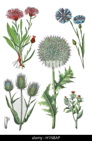 Centaurée jacée, Centaurea jacea (en haut à gauche), bleuet, Centaurea cyanus (en haut à droite), cardère sauvage, Dipsacus fullonum L., Syn. Bottem (gauche), globe thistle-glandulaire, Nepeta faassenii (centre), de carthame, de Carthamus tinctorius (droit bottem) Banque D'Images