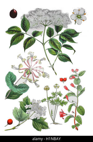 Elder, le sureau noir, sureau, Sambucus nigra (haut), chèvrefeuille lonicera caprifolium, perfoliate (centre gauche), guelder rose, Viburnum opulus (bottem gauche), moschatel, cinq face à Bishop, Adoxa moschatellina bottem (centre), le chèvrefeuille de Tartarie, Lonicera tatarica (bottem à droite) Banque D'Images