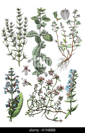 L'été savoureux, Satureja hortensis (en haut à gauche), la mélisse, Melissa officinalis (centre supérieur), Marjolaine, origan majorana (en haut à droite), prairie de la sauge, Salvia pratensis (bottem à gauche), le thym sauvage, Thymus serpyllum (bottem centre), de l'hysope, Hyssopus officinalis (bottem à droite), Banque D'Images