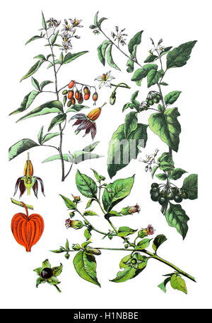 Morelle douce-amère, solanum dulcamara (en haut à gauche), la morelle noire, Solanum nigrum (en haut à droite), de la vessie, cerise, lanterne chinoise Physalis alkekengi (bottem à gauche), la belladone ou belladone, Atropa belladonna (bottem à droite) Banque D'Images