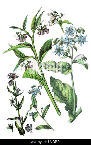 Vipérine commune commune ou orcanette, Anchusa officinalis (à gauche), de l'eau forget-me-not, Myosotis scorpioides (gauche) 2. von commun, consoude, Symphytum officinale (gauche) 3. von, la bourrache, Borago officinalis (droite) Banque D'Images