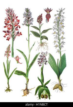 Orchidées Orchis militaris militaire, (en haut à gauche), dans l'ouest de marsh orchid, Dactylorhiza majalis (haut, 2. von droite), la orchid, Orchis morio (bottem), Heath spotted-orchid, Dactylorhiza maculata (bottem, 2, von gauche), parfumé, orchidées (bottem à gauche), la petite orchidée-papillon, Platanthera bifolia (bottem à droite) Banque D'Images