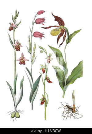 'La fin de l'orchidée araignée, Ophrys holoserica (Burm.) Greut. ; syn. : Ophrys fuciflora (à gauche), Red Helleborine, Cephalanthera rubra (gauche) 2. von, fly, Ophrys insectifera orchidée (3 à gauche). von, Lady's-slipper orchid, Cypripedium calceolus' (droite) Banque D'Images