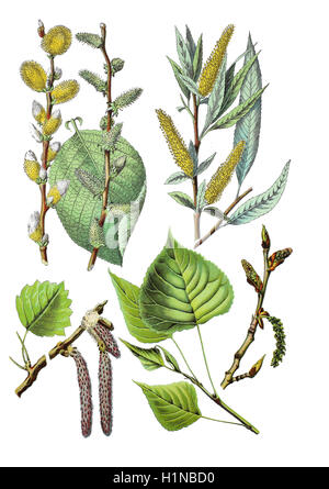 Willow, Salix caprea goat (en haut à gauche), le crack willow, Salix fragilis (en haut à droite), fréquent tremble, Populus tremula (bottem à gauche), le peuplier noir, Populus nigra (bottem à droite) Banque D'Images