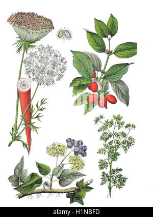 Carotte sauvage, Bird's Nest, Bishop's lace, Daucus carota subsp. sativus (en haut à gauche), cerise en cornaline, cornel, Cornus mas (en haut à droite), lierre, Hedera helix (bottem à gauche), la carotte Caucalis platycarpos bur persil, o. Caucalis L. daucoides bottem non L (à droite) Banque D'Images