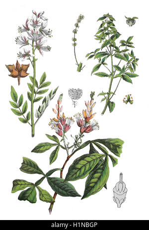 Buisson ardent, Dictamnus albus (en haut à gauche), de l'euphorbe ésule, Mercurialis annua (en haut à droite), amargo, amère, amère, bois, Quassia amara (bottem), Banque D'Images