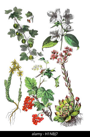 De groseille, Ribes uva-crispa, syn. : Ribes grossularia (en haut à gauche), sweet mock-orange, cornouiller, Philadelphus coronarius anglais (en haut à droite), goldmoss stonecrop Sedum acre (bottem, à gauche), groseille, cassis, rouge ou Ribes rubrum (bottem centre), common houseleek Sempervivum tectorum (bottem, droite) Banque D'Images