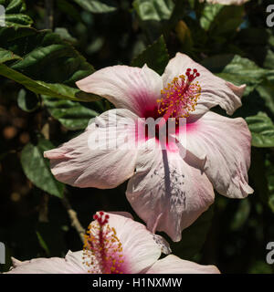 Pink Hibiscus Rosa-Sinensis : belle plante en fleurs Banque D'Images