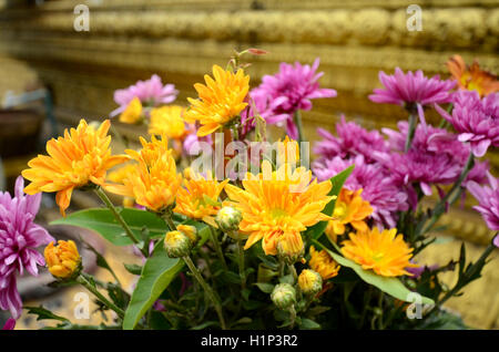 Type de pulvérisation de chrysanthème (Dendranthemum grandifflora) à huis clos. Banque D'Images