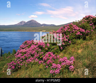 Paps of Jura de Port Askaig, Islay Banque D'Images