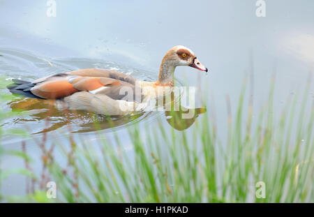 Tadorne à pied sur le lac dans le parc Banque D'Images