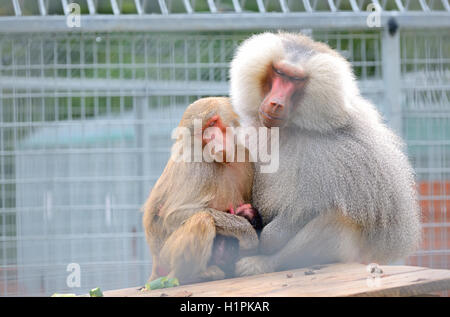 Famille de babouins assis ensemble au zoo Banque D'Images