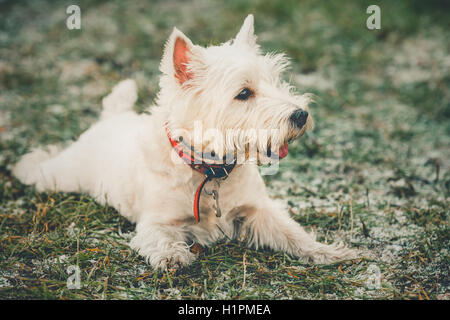 Cute West Highland White Terrier - Westie, Westy chien jouer dans l'herbe Banque D'Images