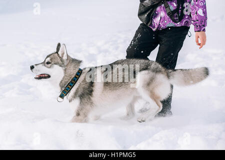 Jeune chiot Husky jouer et courir dans la neige à l'extérieur, saison d'hiver. Journée ensoleillée Banque D'Images