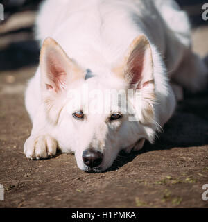 Close Up Chien Berger Blanc Suisse le Berger Blanc Suisse. Le Berger Blanc Suisse est une race de chien à partir de la Suisse. Banque D'Images